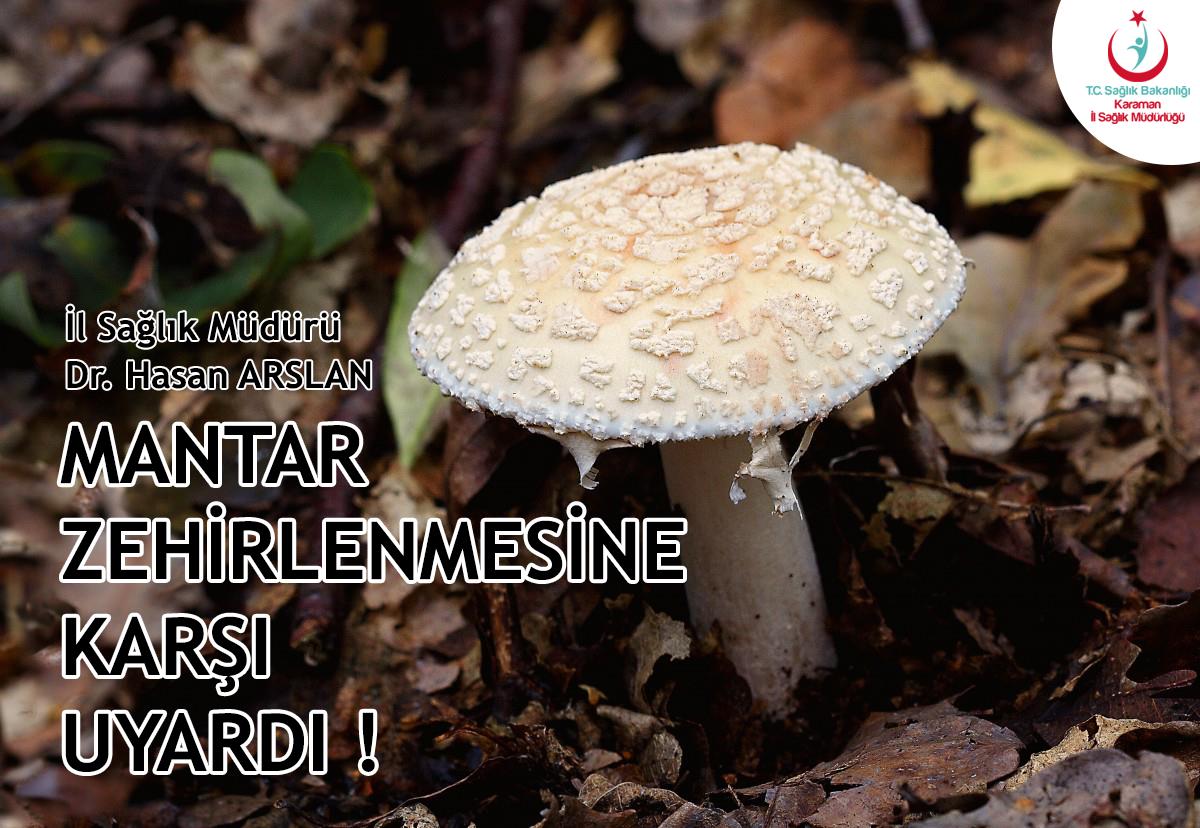 fungi_toadstool_autumn_fungus_forest_mushroom_nature_cap-1179949.png